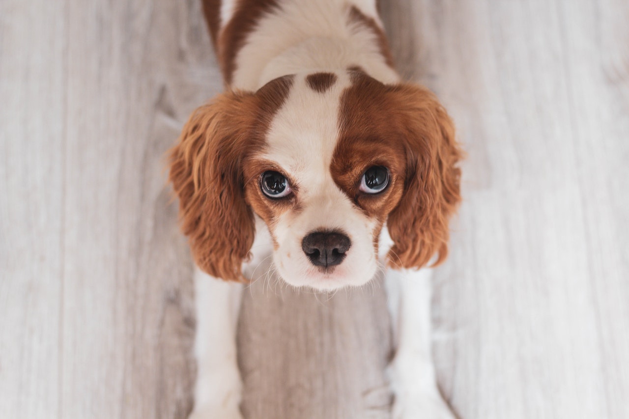 Cavalier King Charles Spaniel je rozkošný pes s velkými, mírně vypoulenými očima.